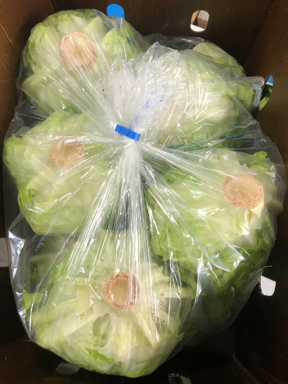 Lifepack produce gallery 7